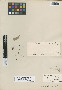 Eriodendron rivieri Decne., J. Decaisne, Isotype, F