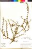 Flora of the Lomas Formations: Krameria cistoidea Hook. & Arn., Chile, M. O. Dillon 5017, F