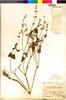 Flora of the Lomas Formations: Salvia paposana Phil., Peru, J. F. Macbride 5898, F