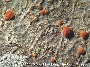 Thallus with apothecia (Cuba).
