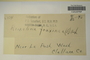 U.S.A. (Washington), P. O. Schallert 6374 (Accession number: none)