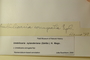 U.S.A. (New Hampshire), H. Mann s.n. (Accession number: 1227109)