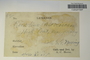 U.S.A. (New Jersey), G. G. Nearing s.n. (Accession number: 1219908)