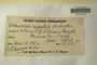 U.S.A. (California), C. L. Brown 106 (Accession number: 1242630)