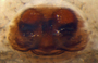 Diplocentria perplexa female epigynum