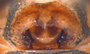 Grammonota maritima female epigynum