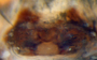 Mecynargus tungusicus female epigynum