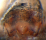 Mermessus undulatus female epigynum
