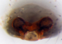 Semljicola beringianus female epigynum