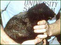 Though rather wide spread and common, this southern Luzon giant cloud rat is heavily hunted and subject to habitat destruction. (c) Field Museum of Natural History - CC BY-NC 4.0