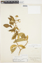 Solanum donianum Walp., U.S.A., C. E. Faxon s.n., F