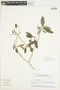 Solanum donianum Walp., U.S.A., W. J. Hess 8571, F