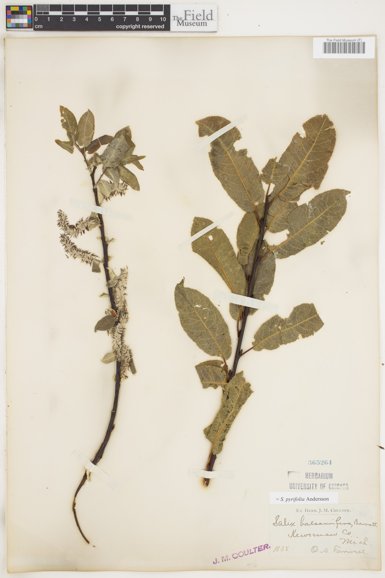 Salix pyrifolia image