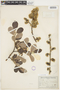 Salix scouleriana Hook., U.S.A., 195, F