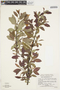 Salix pseudomonticola image