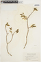 Salix pseudomonticola image