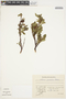 Salix pulchra Cham., U.S.A., E. Hultén, F