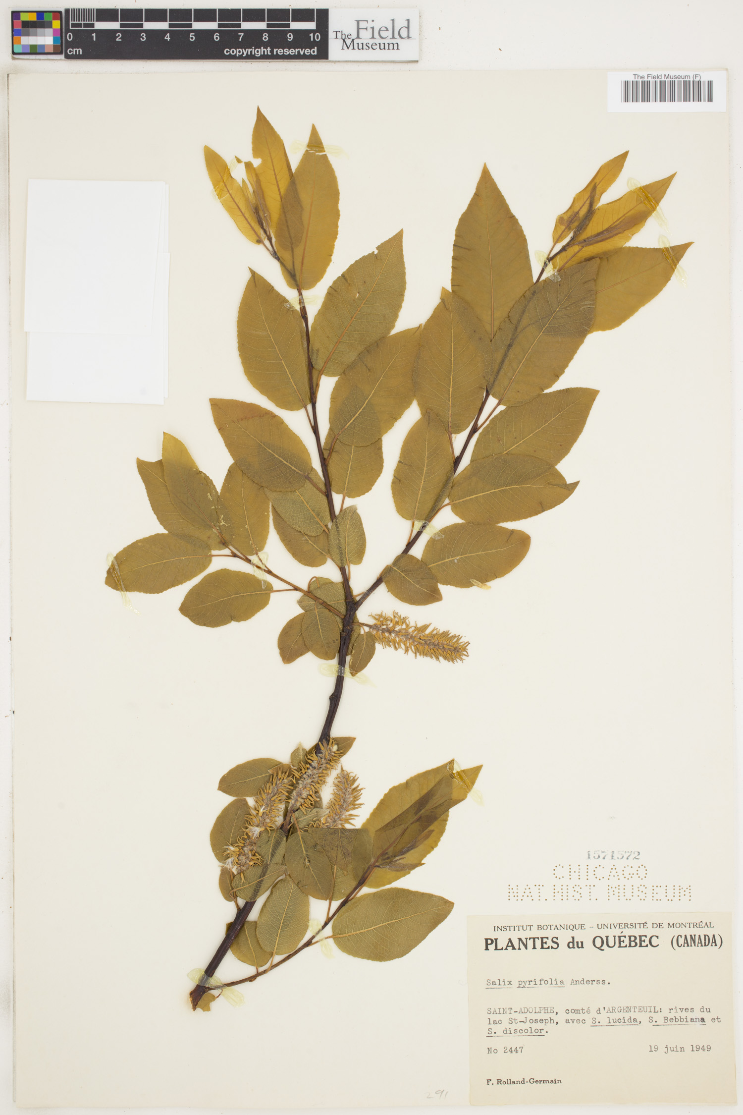 Salix pyrifolia image