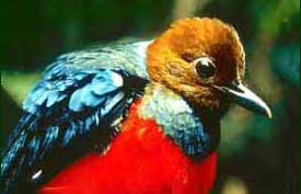 The red-bellied pitta depends on forested areas adjacent to lowland streams and rivers, a habitat that is also crucial for watershed protection.  