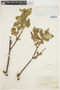 Salix richardsonii image