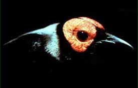 Coletos are adaptable birds that live in both old-growth and disturbed forest.  