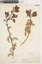 Salix bebbiana Sarg., U.S.A., W. Deane, F