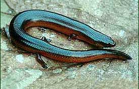 Skinks are common forest lizards; some have tiny legs and move by wriggling sinuously, like a snake. Check copyright. 