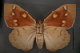 Yagra fonscolombe C ventral habitus