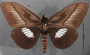 Prometheus cochrus B dorsal habitus