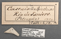 Spilopastes galinthais D labels