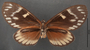 Zegara zagraea A ventral habitus