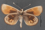 Synemon collecta A ventral habitus