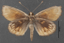 Synemon collecta C ventral habitus