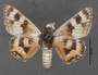 Synemon laeta D ventral habitus