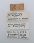 Feschaeria amycus labels