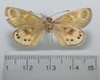 Synemon collecta G ventral habitus