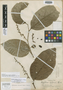 Briquetina affinis Standl. ex Sleumer, Peru, G. Klug 3807, Syntype, F