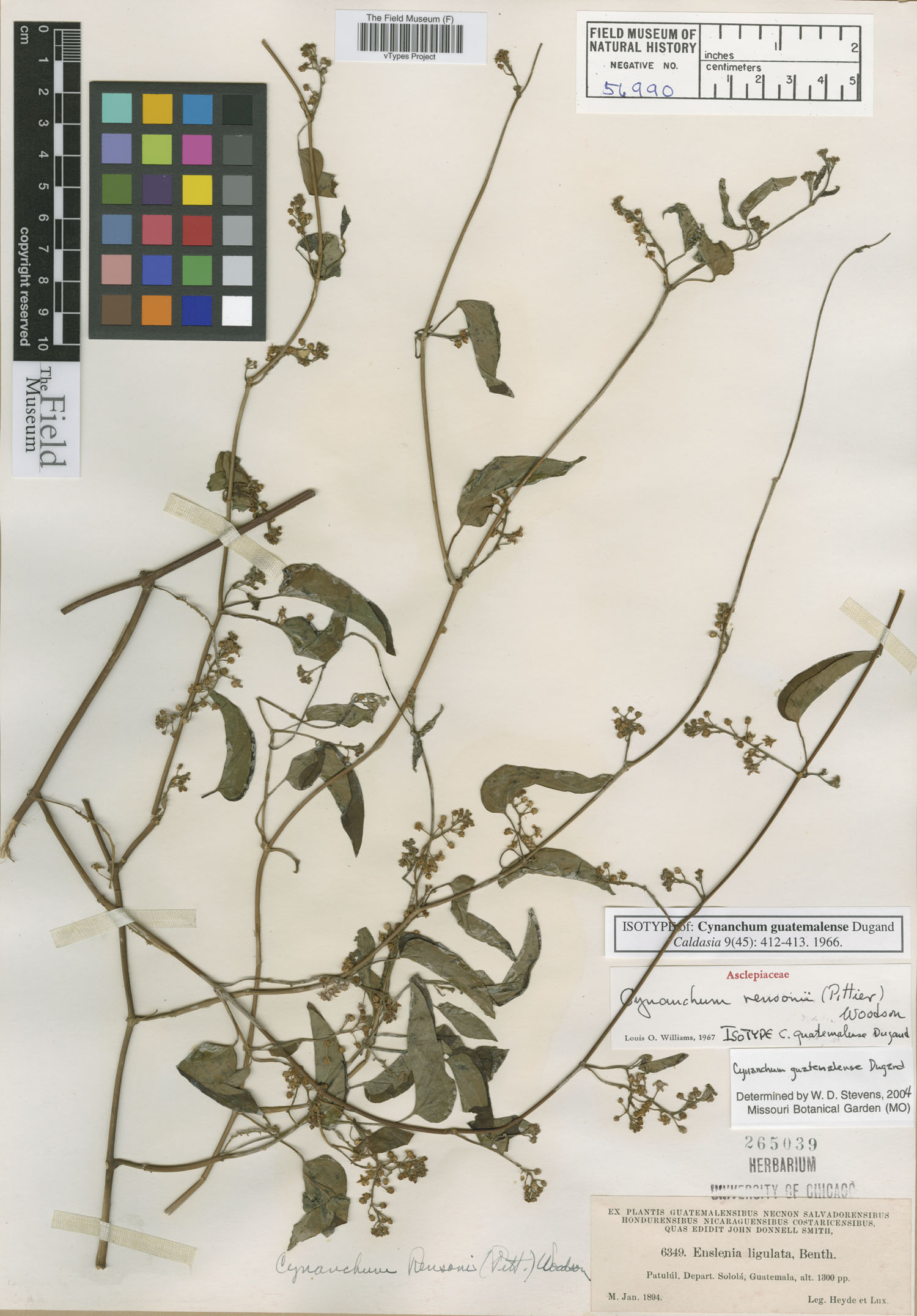 Cynanchum guatemalense image