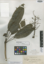 Schefflera perlucida Elmer, Philippines, A. D. E. Elmer 14193, Isotype, F
