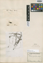 Ditassa gracilipes Schltr., PERU, A. Weberbauer 4543, Isotype, F