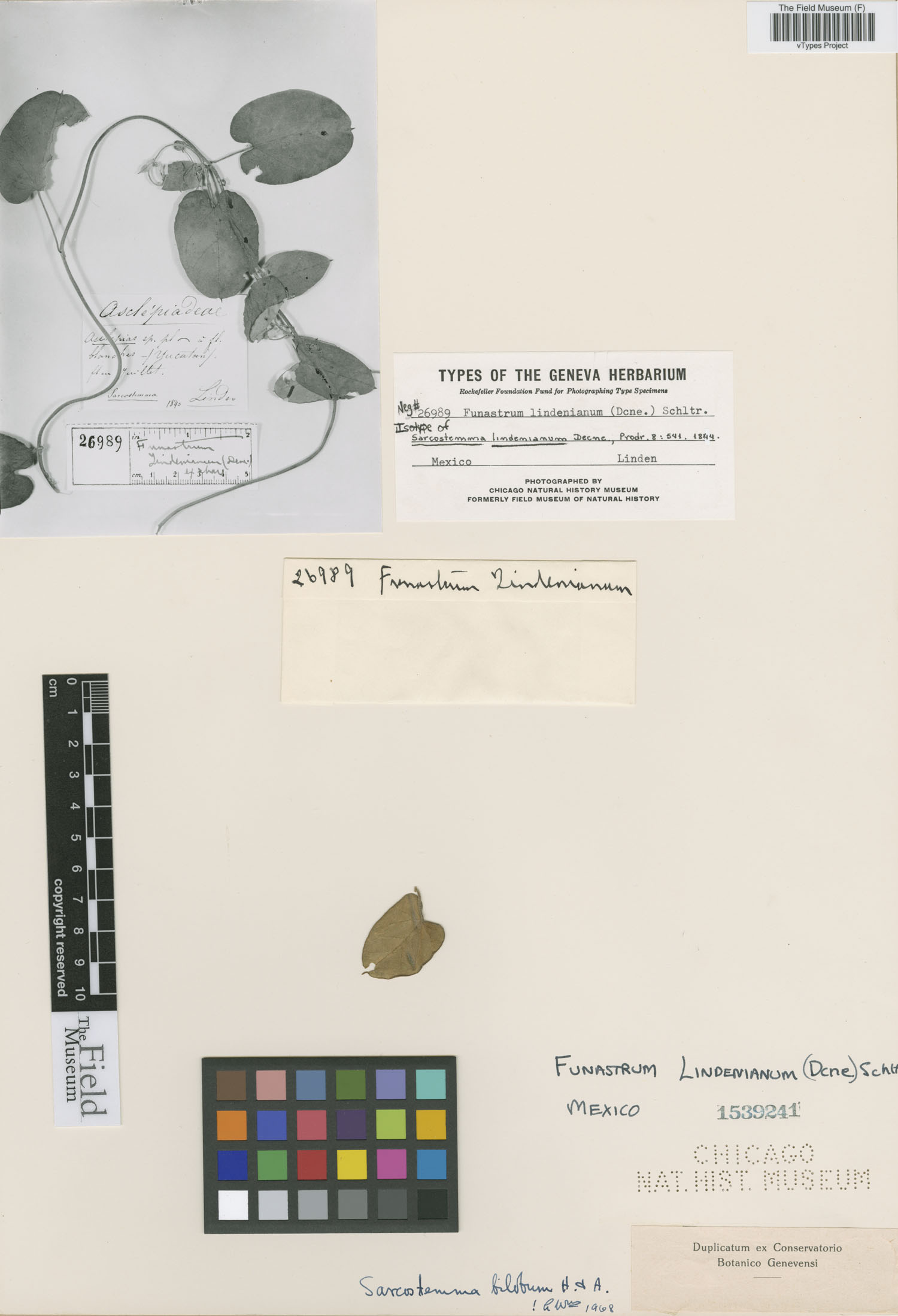 Funastrum lindenianum image