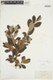 Salix scouleriana Hook., U.S.A., A. A. Heller 6847, F