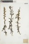 Salix sericea Marshall, U.S.A., J. H. Schuette, F