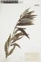 Salix sericea Marshall x S. cordata Michx., U.S.A., N. M. Glatfelter, F