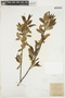 Salix serissima (L. H. Bailey) Fernald, U.S.A., J. H. Schuette, F