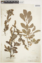 Salix silesiaca image