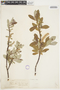 Salix sitchensis image