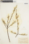 Salix sitchensis image