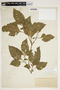 Solanum americanum Mill., U.S.A., T. F. Lucy 11120, F