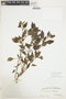 Solanum americanum Mill., U.S.A., Hur. H. Smith 4369, F
